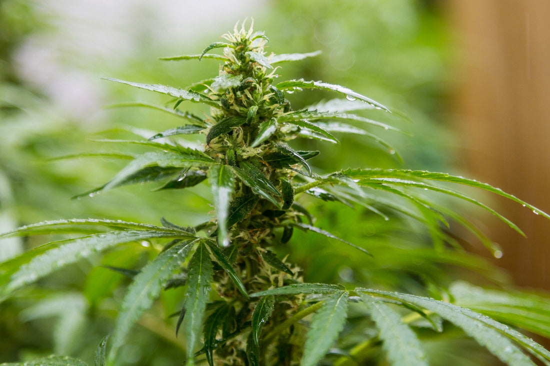 CBD vs THC: What's the Difference?