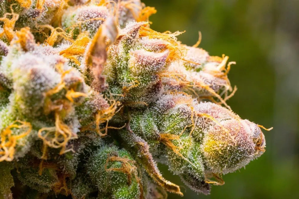 Is THCA Flower Legal in North Carolina? What Fayetteville Consumers Should Know