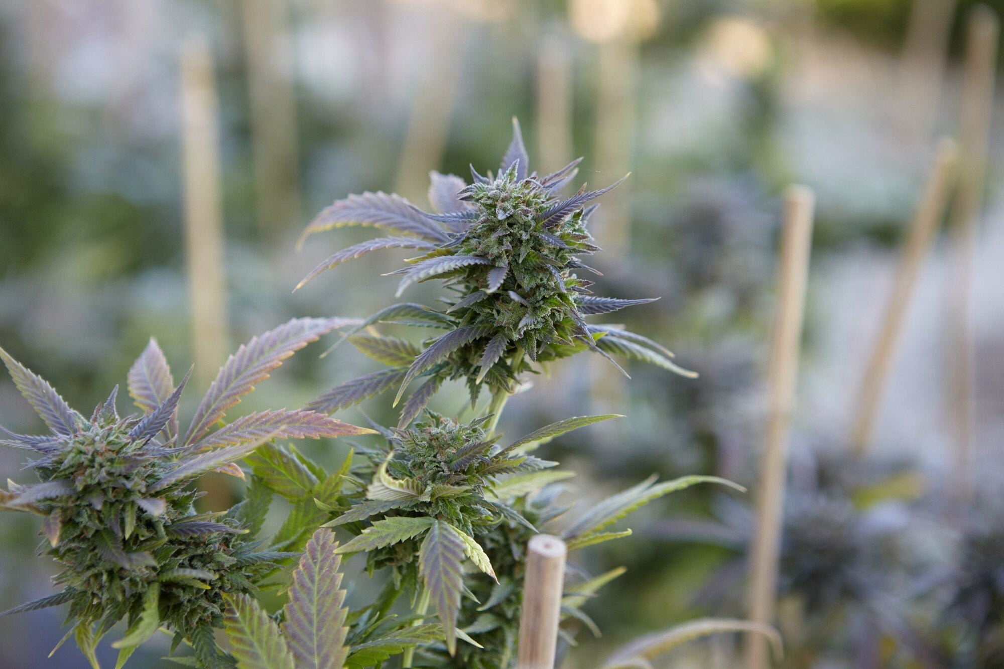 How Hemp Can Support Your Daily Wellness
